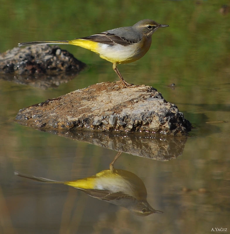 Dağ kuyruksallayanı