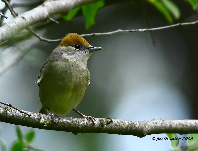 Karabaşlı ötleğen