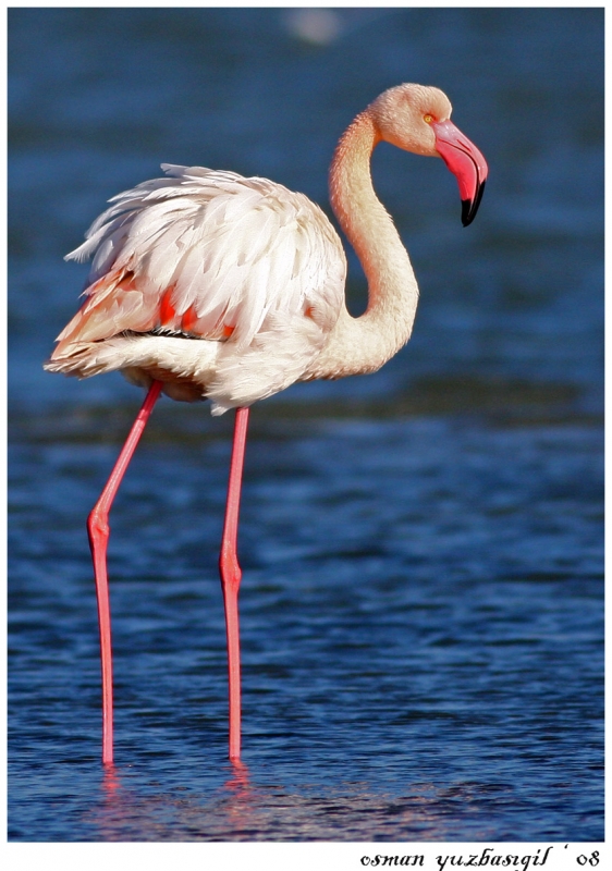 Flamingo