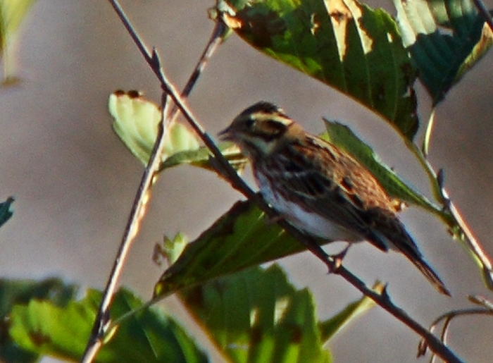 Akkaşlı kirazkuşu