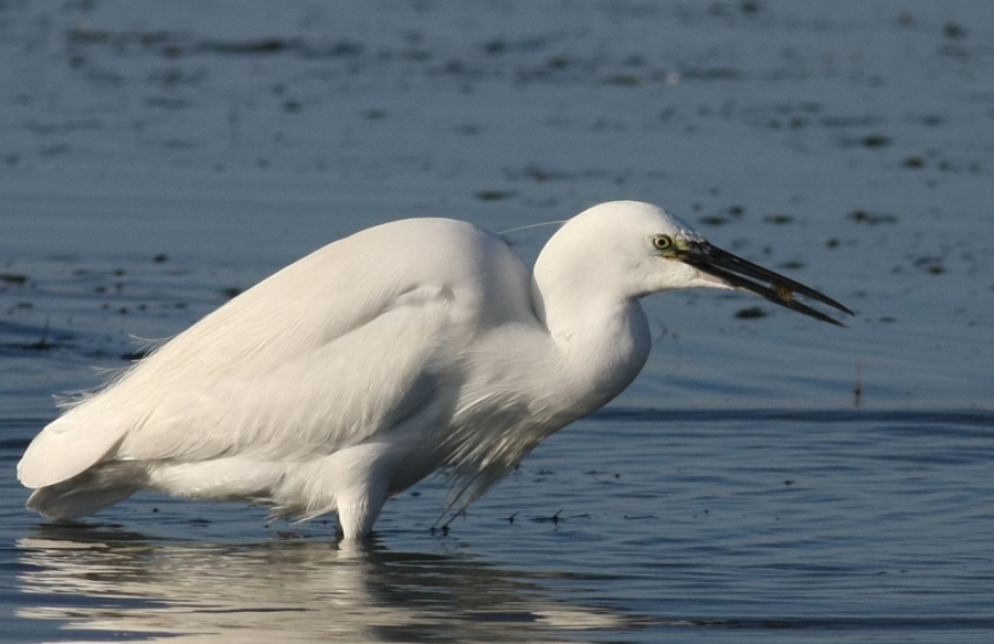 Küçük ak balıkçıl