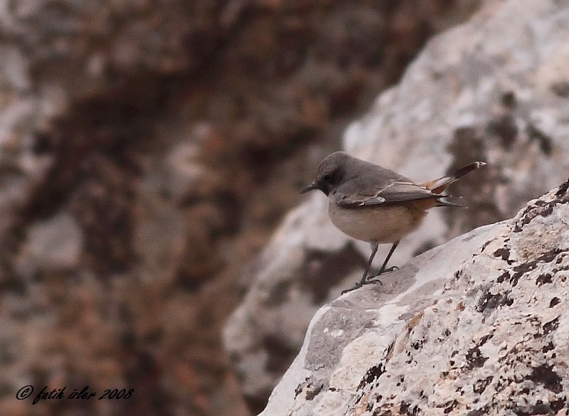 Kızılca kuyrukkakan