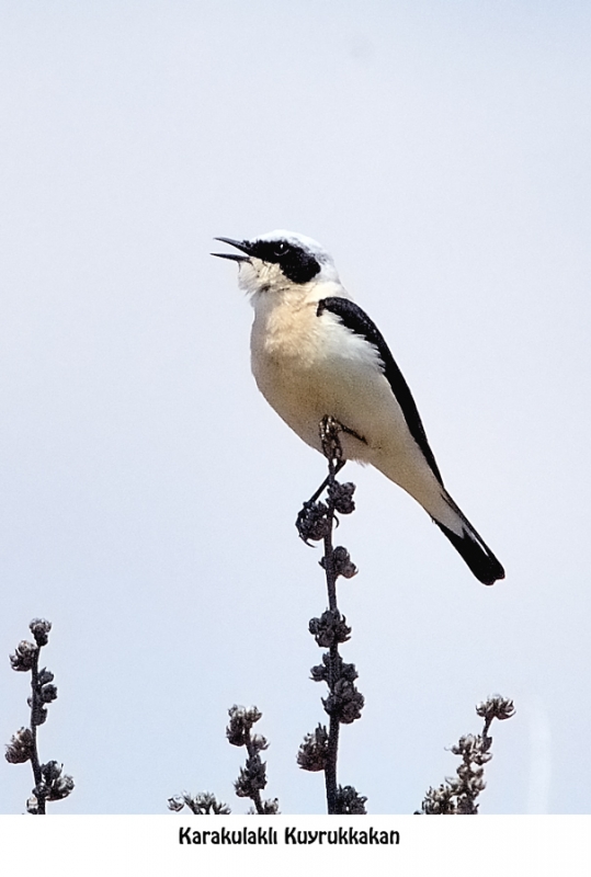Karakulaklı kuyrukkakan