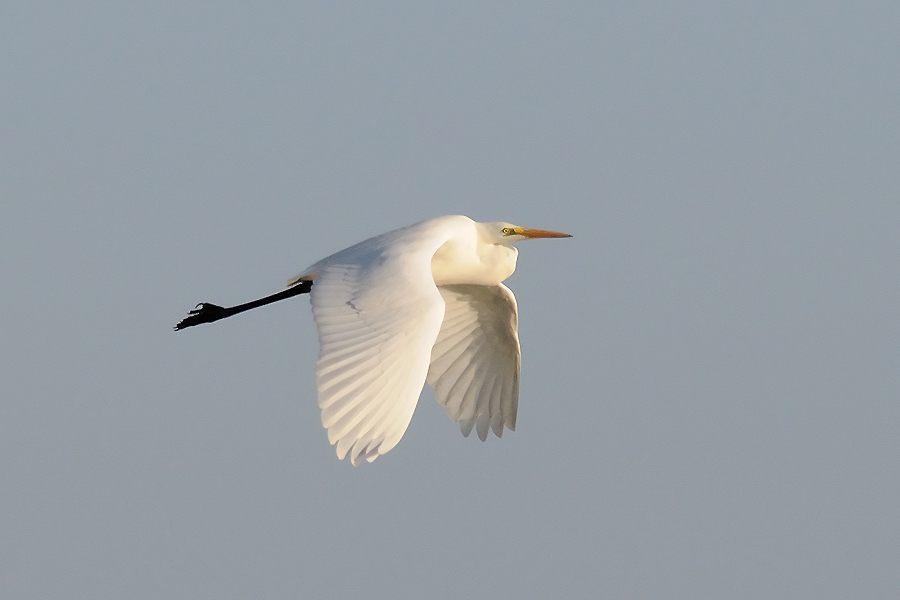 Büyük ak balıkçıl