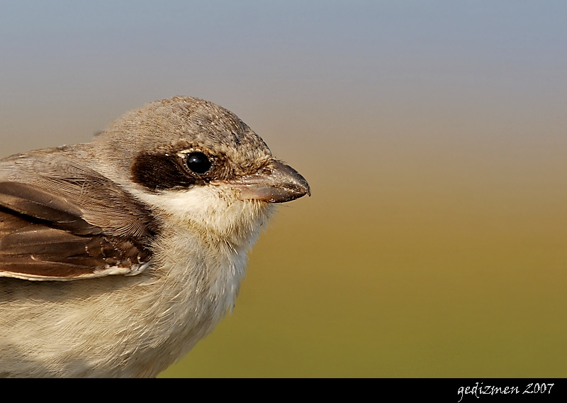 Karaalınlı örümcekkuşu