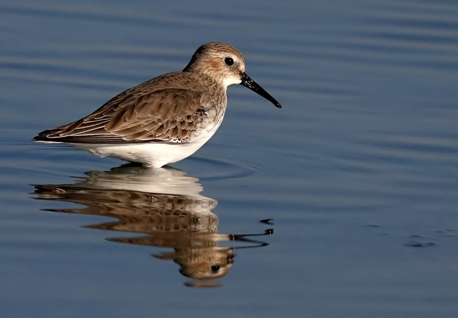 Karakarınlı kumkuşu