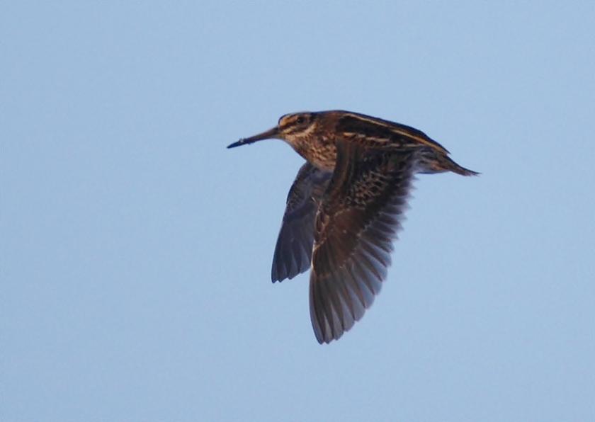 Küçük suçulluğu