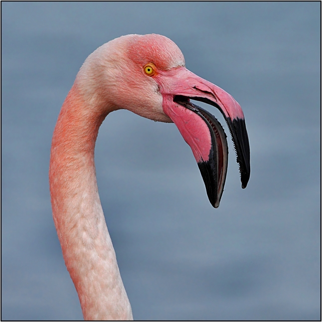 Flamingo