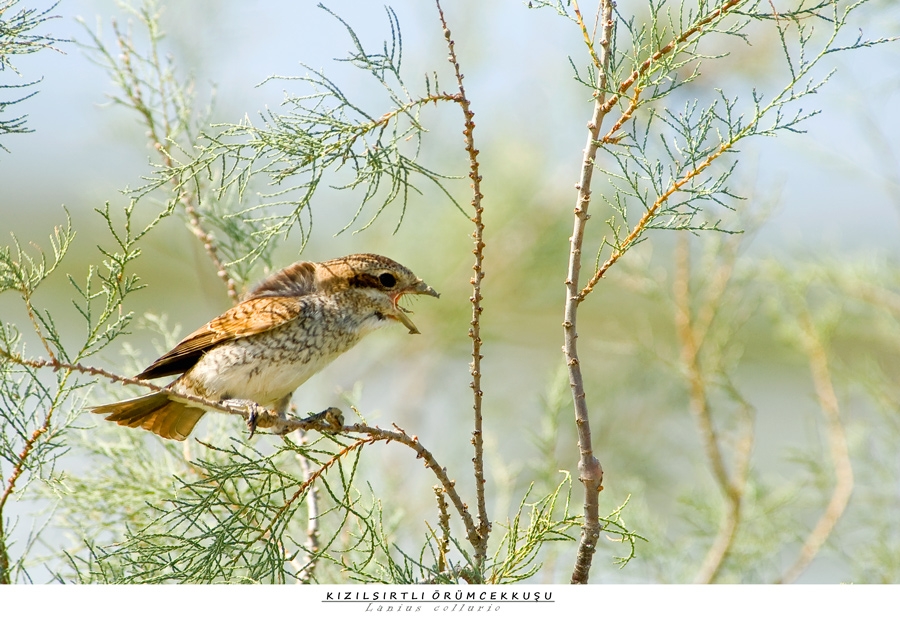 Kızılsırtlı örümcekkuşu