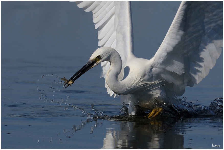 Küçük ak balıkçıl