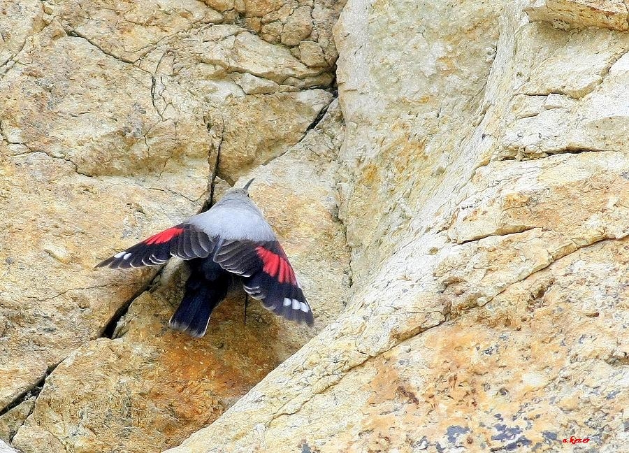 Duvar tırmaşıkkuşu