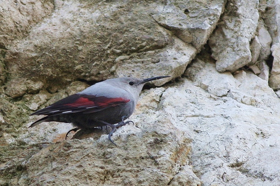 Duvar tırmaşıkkuşu