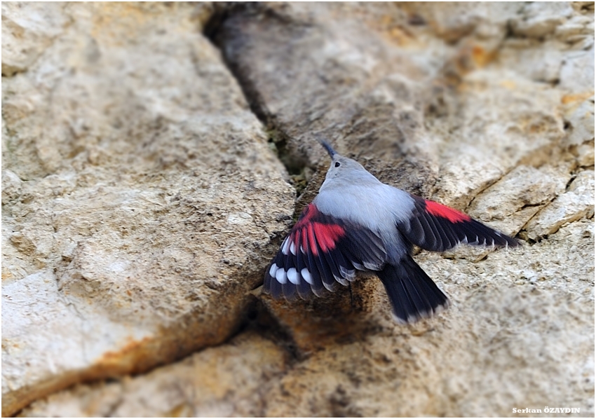 Duvar tırmaşıkkuşu