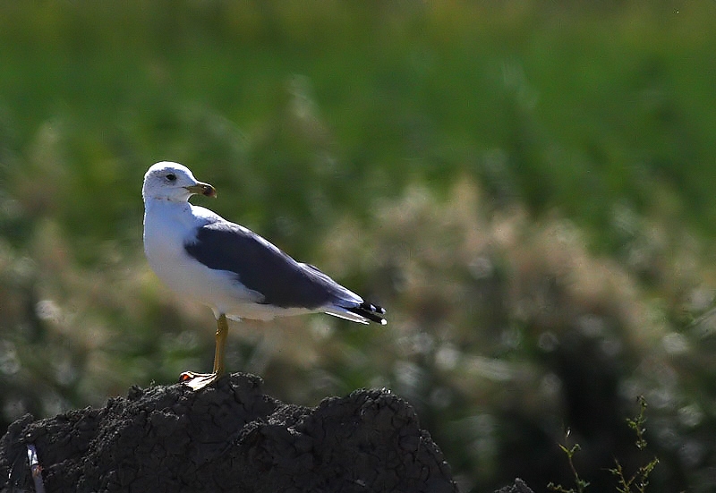 Van gölü martısı