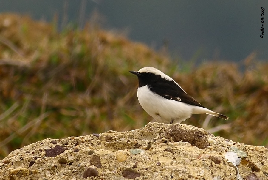 Aksırtlı kuyrukkakan