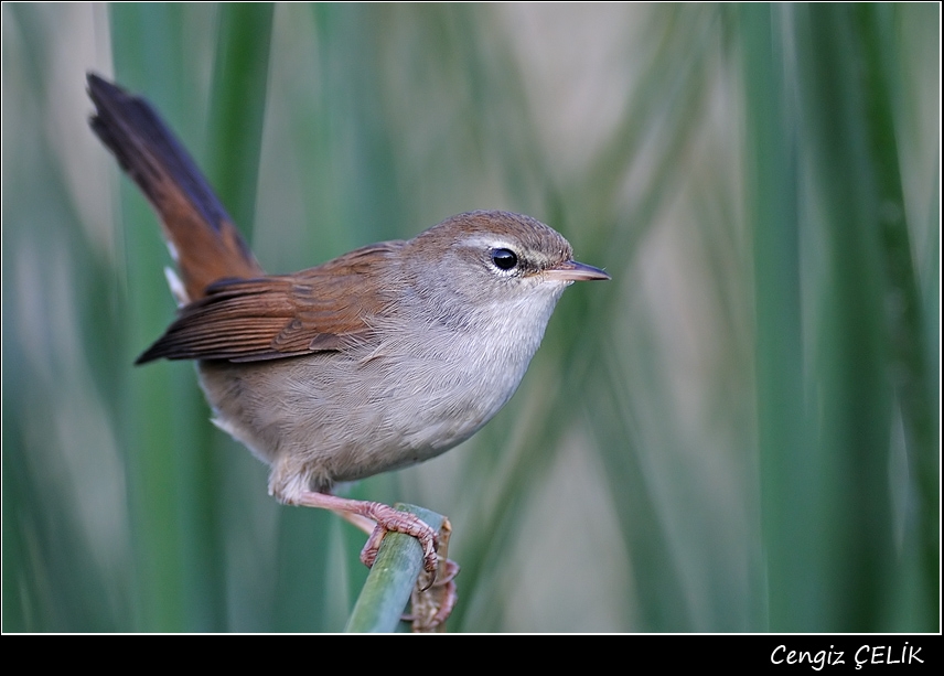 Kamışbülbülü