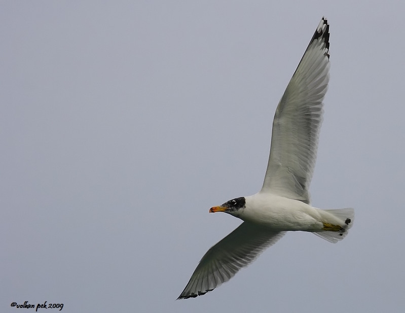 Büyük karabaş martı
