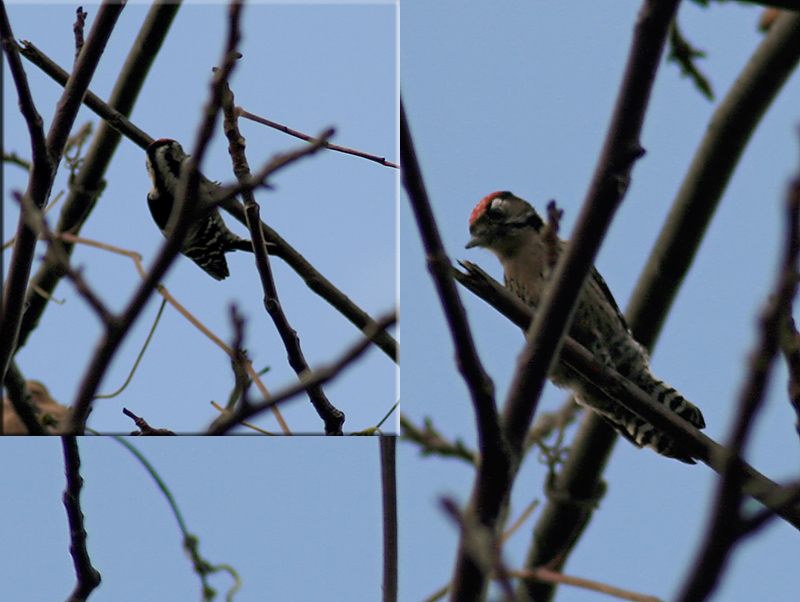 Küçük ağaçkakan