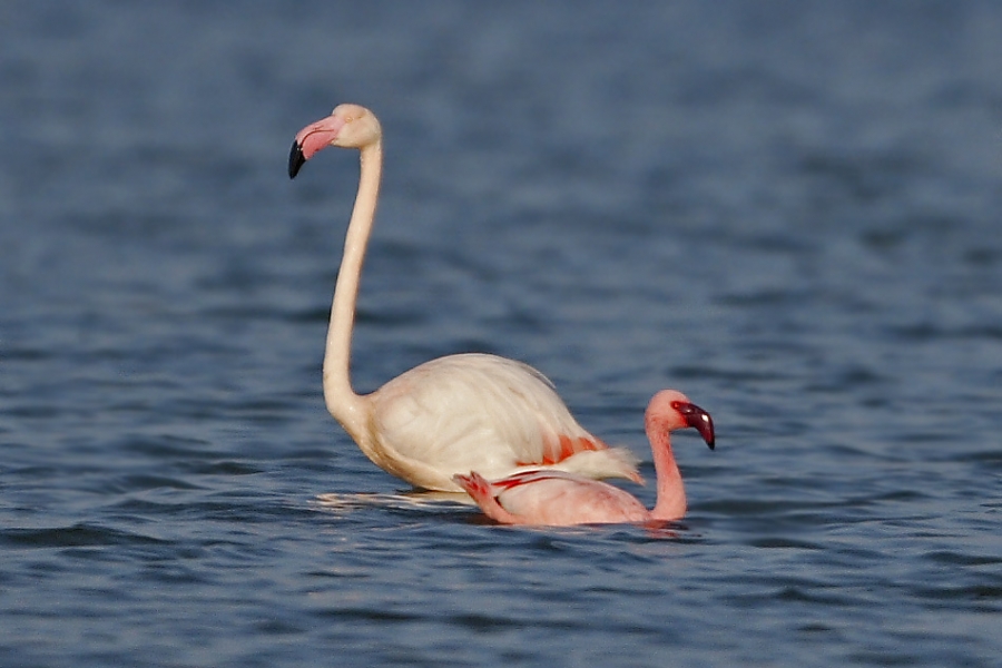 Küçük flamingo
