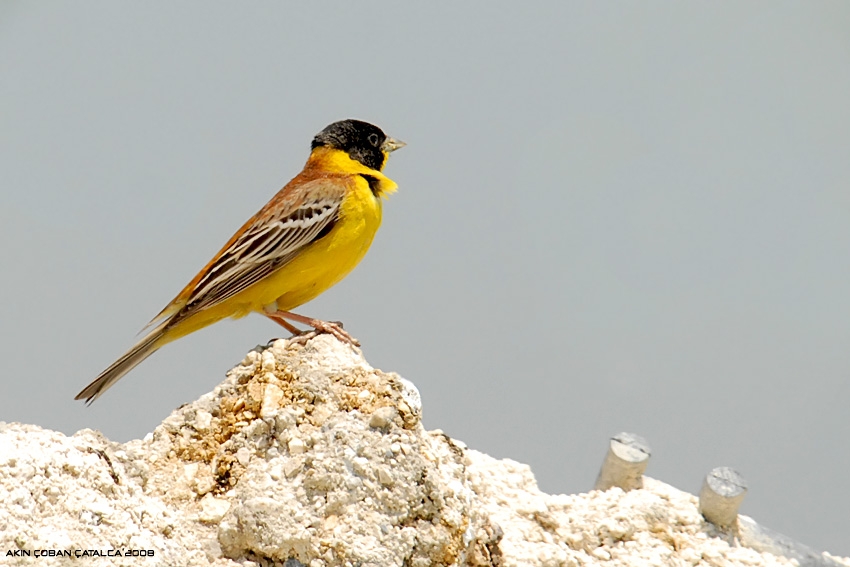 Karabaşlı kirazkuşu