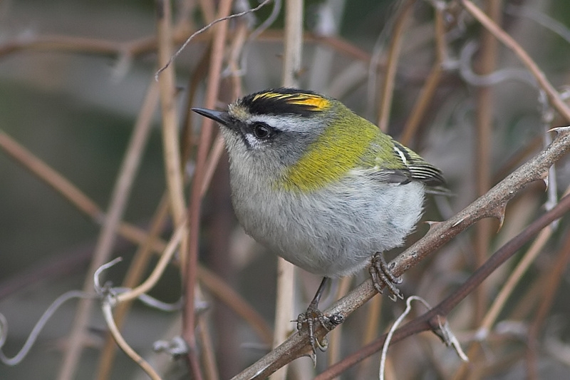 Sürmeli çalıkuşu