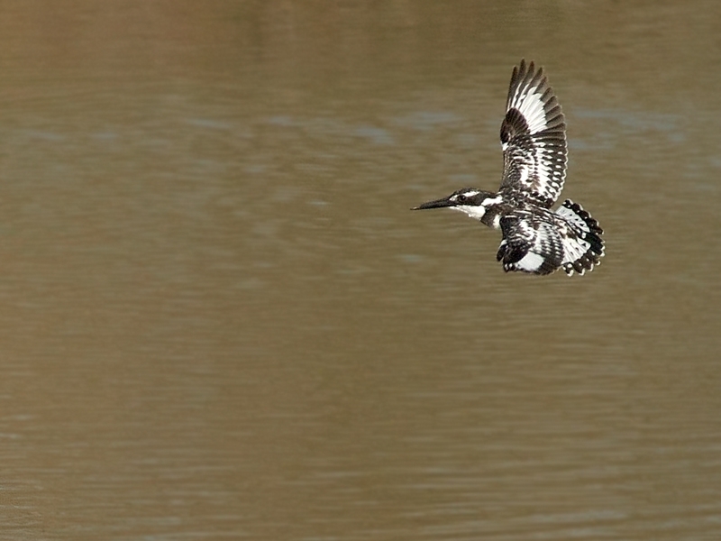Alaca yalıçapkını