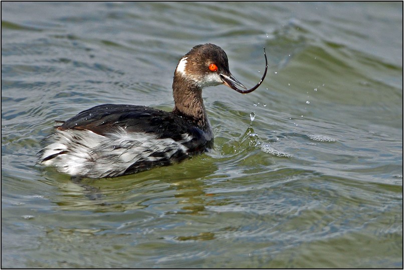 Karaboyunlu batağan