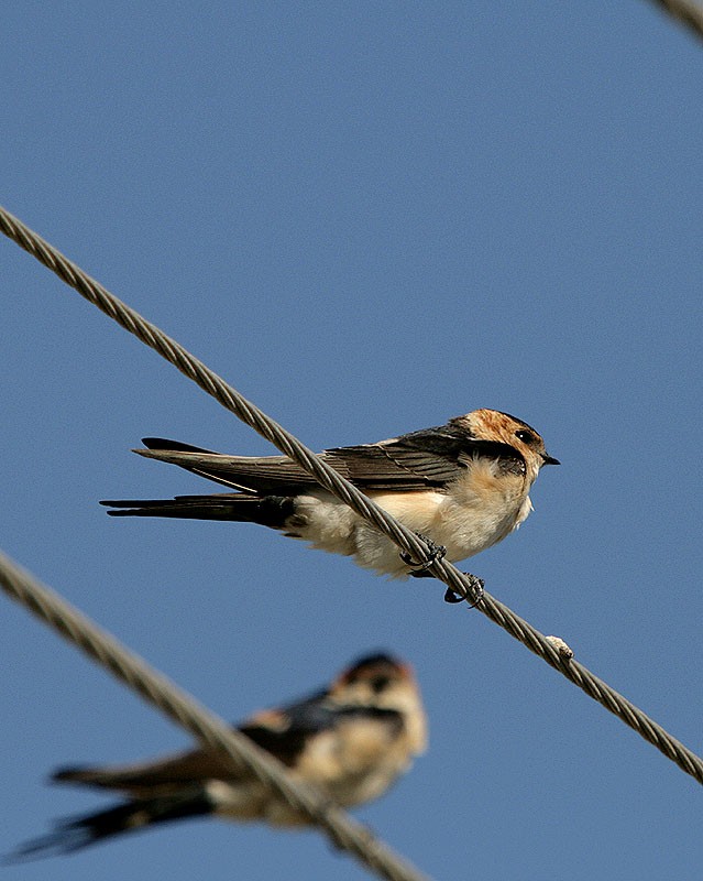 Kızıl kırlangıç