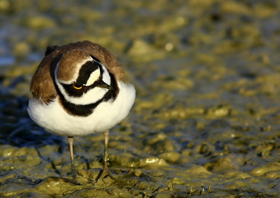 Halkalı küçük cılıbıt