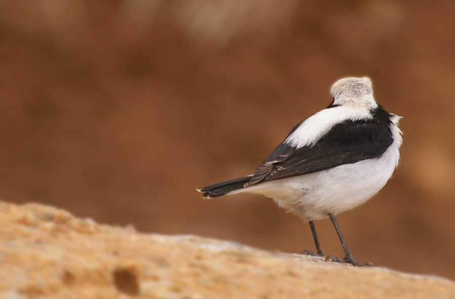 Aksırtlı kuyrukkakan