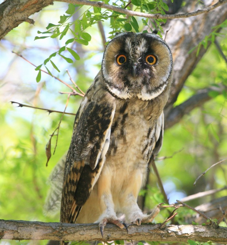Kulaklı orman baykuşu