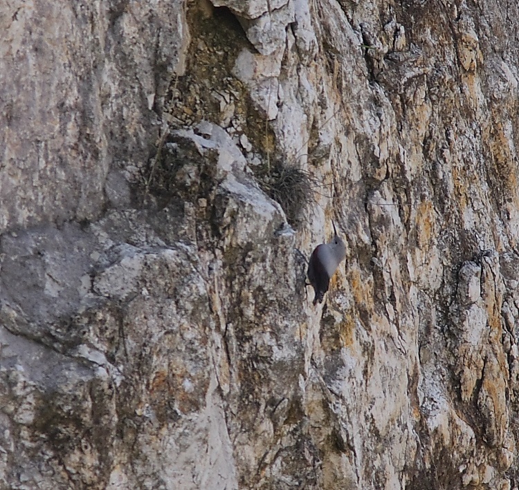 Duvar tırmaşıkkuşu