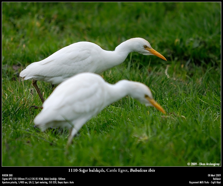 Sığır balıkçılı