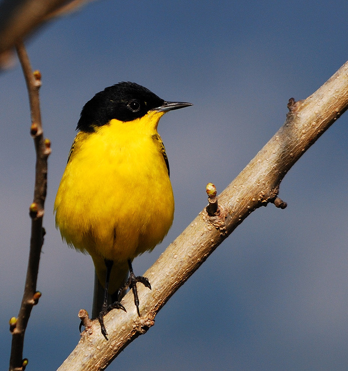 Sarı kuyruksallayan