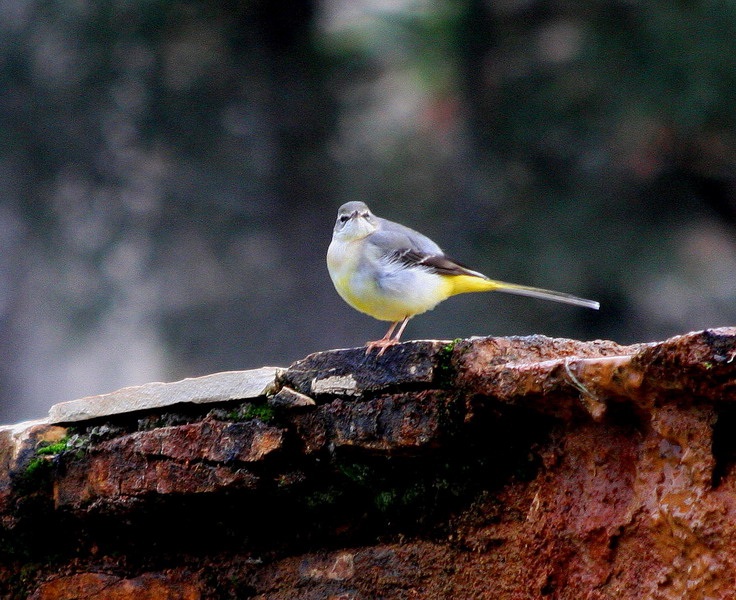 Dağ kuyruksallayanı
