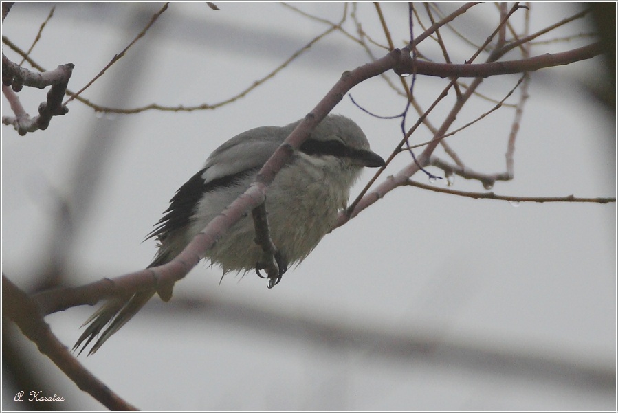 Büyük örümcekkuşu