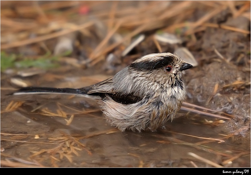 Uzunkuyruklu baştankara