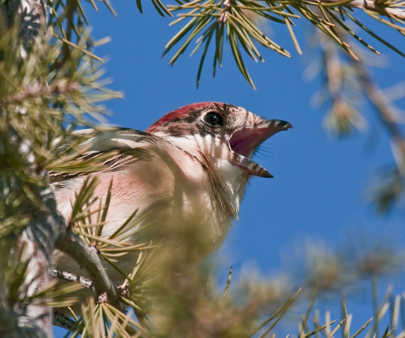 Kızılbaşlı örümcekkuşu