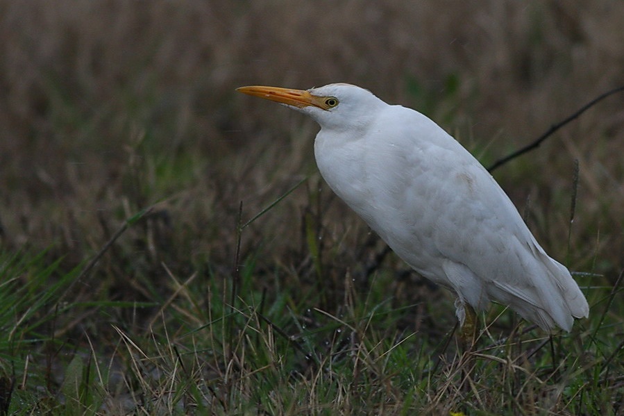 Sığır balıkçılı