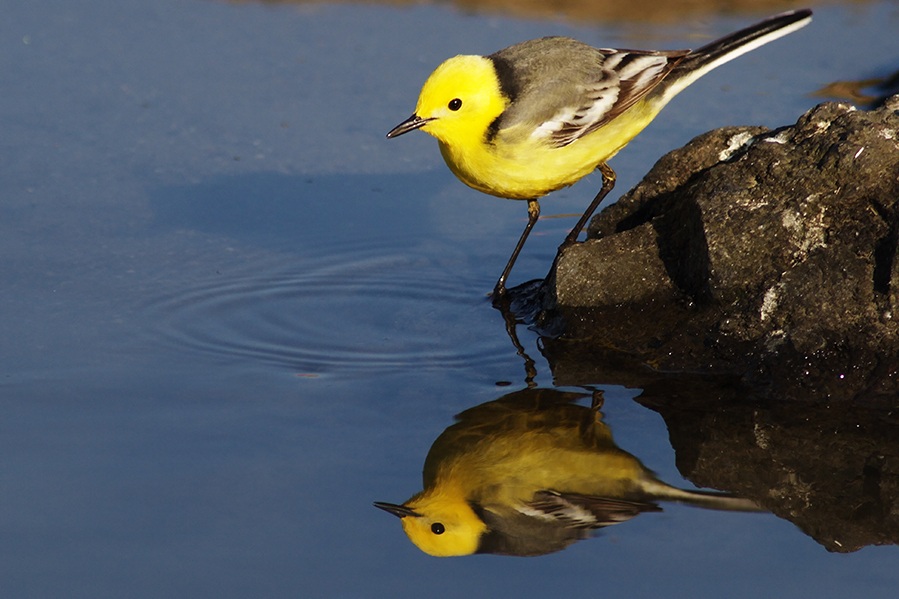 Sarıbaşlı kuyruksallayan