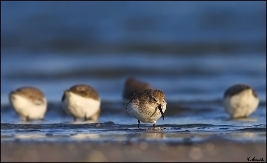 Karakarınlı kumkuşu