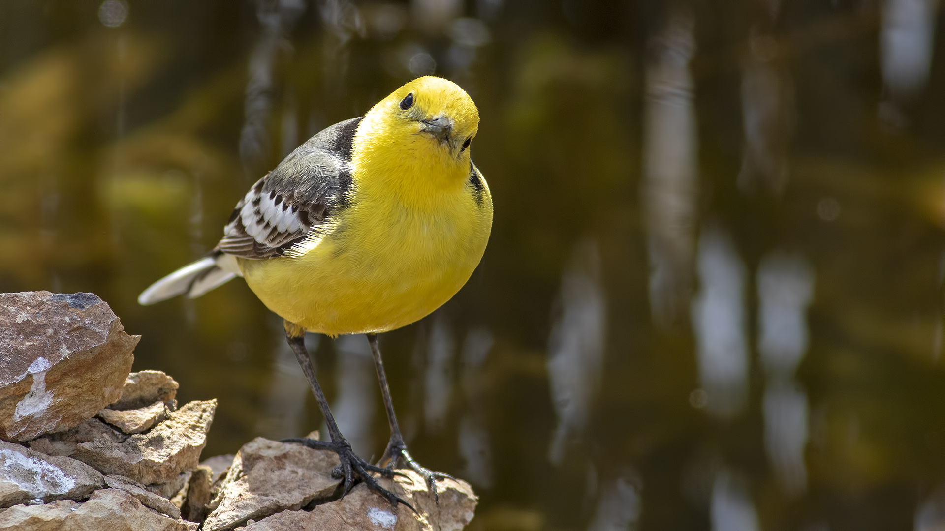 Sarıbaşlı kuyruksallayan