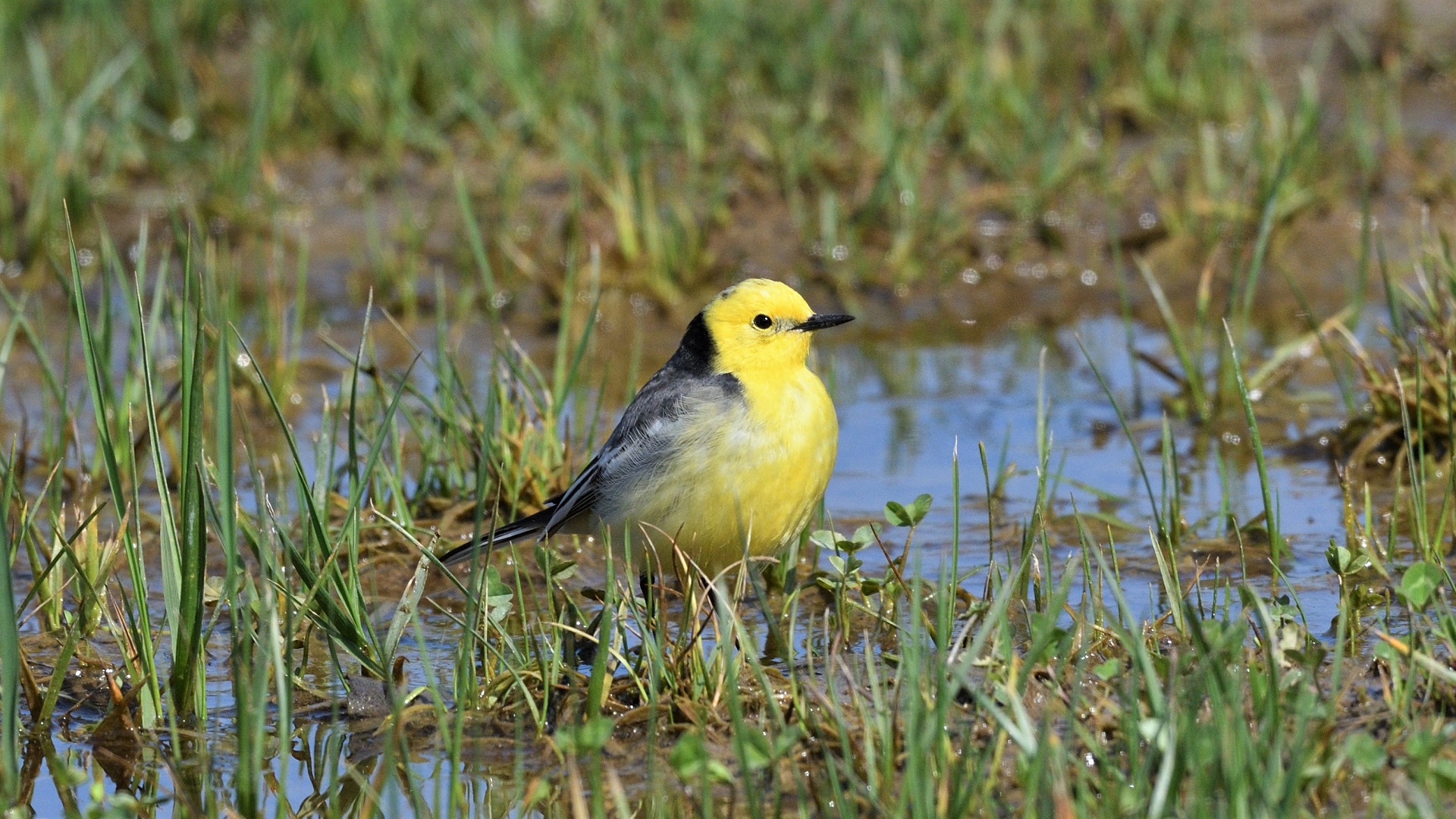 Sarıbaşlı kuyruksallayan