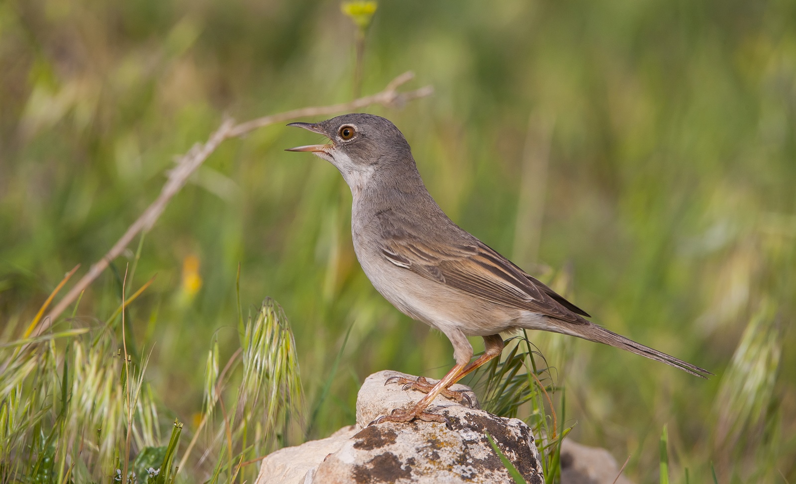 Akgerdanlı ötleğen