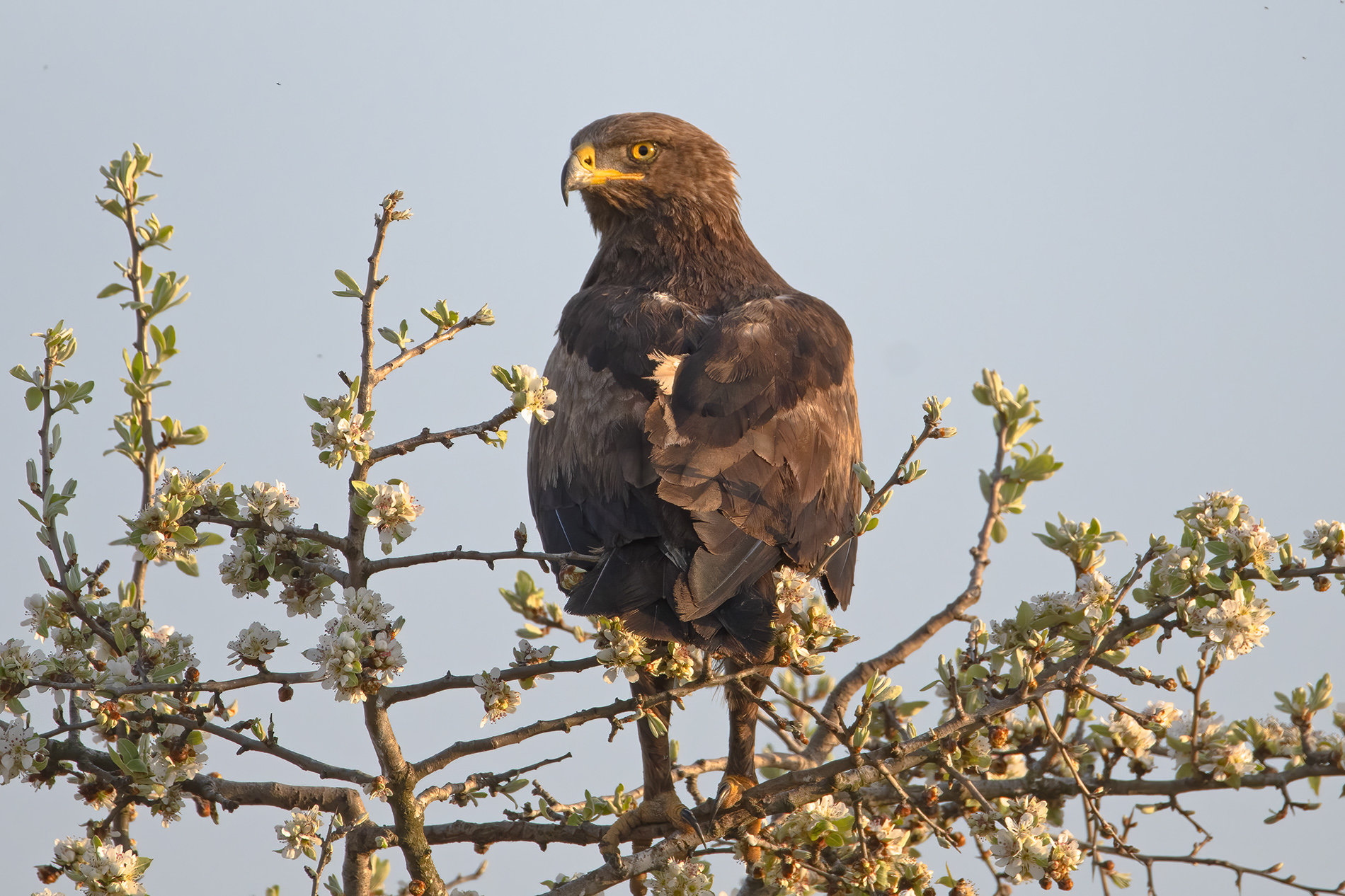 Küçük orman kartalı