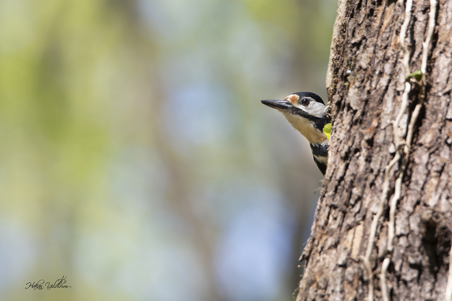 Orman alaca ağaçkakanı