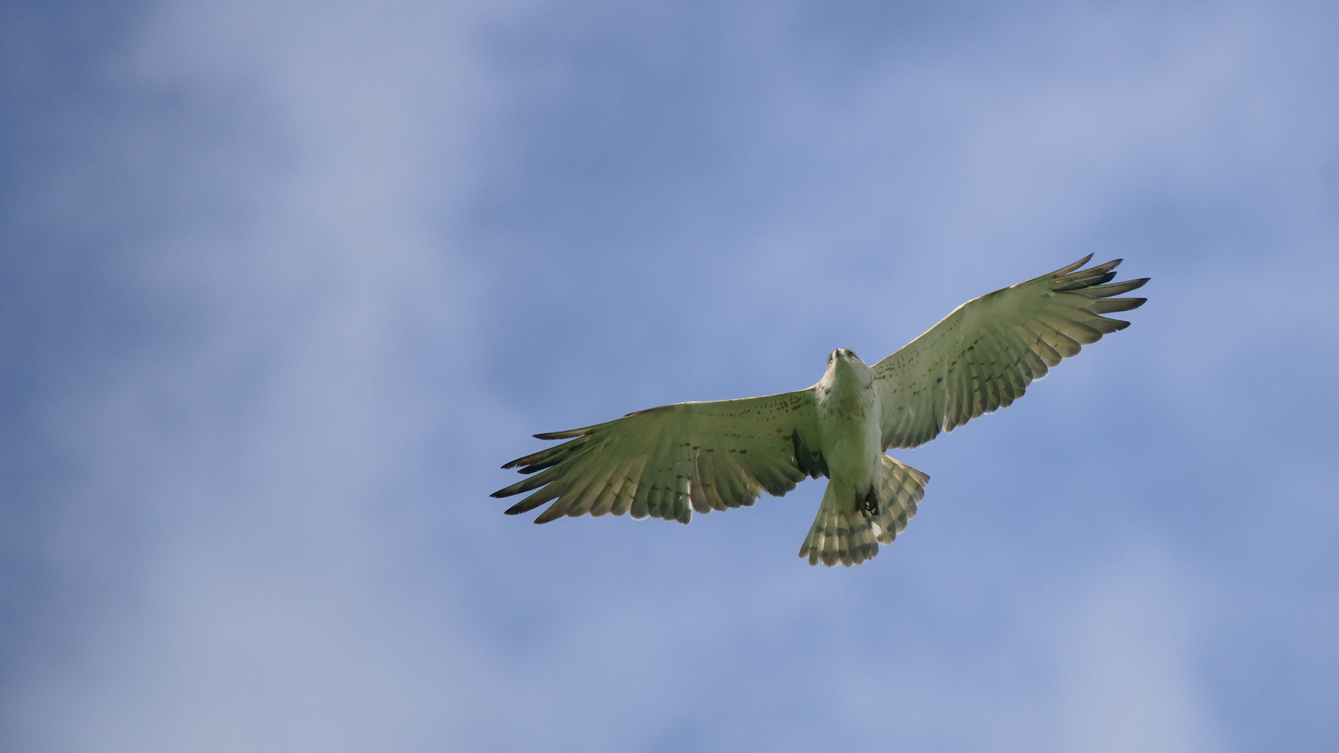 Yılan kartalı » Short-toed Snake Eagle » Circaetus gallicus