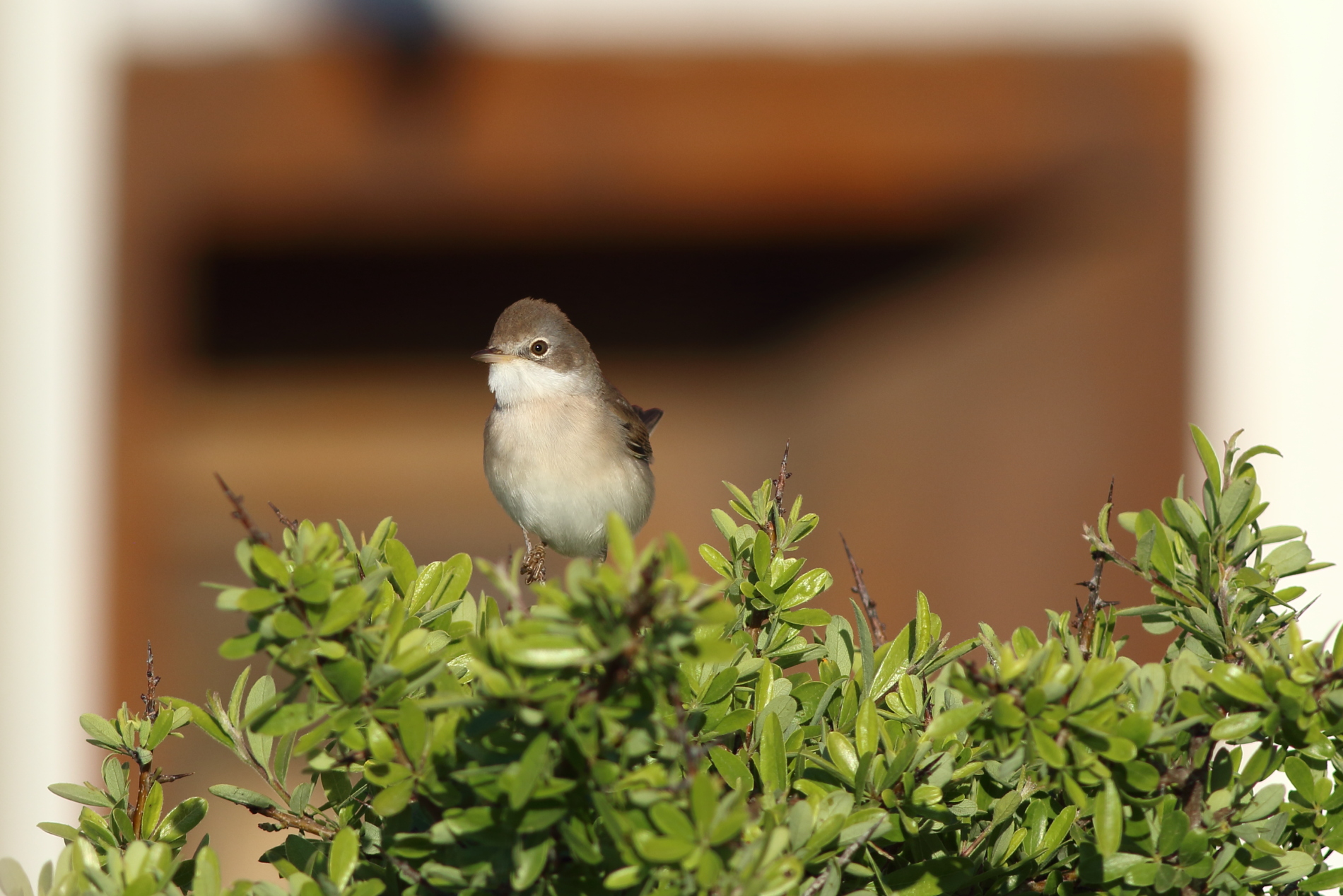 Akgerdanlı ötleğen