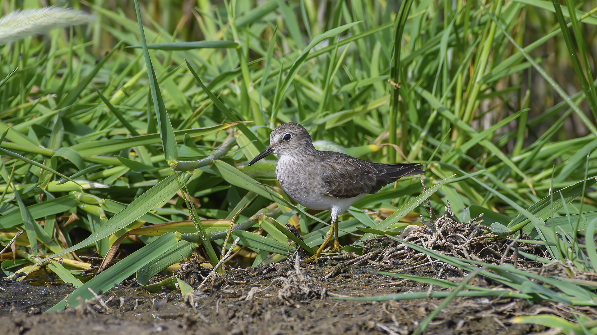Sarıbacaklı kumkuşu