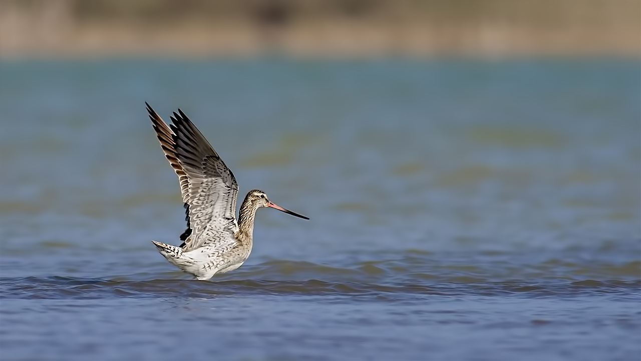 Kıyı çamurçulluğu